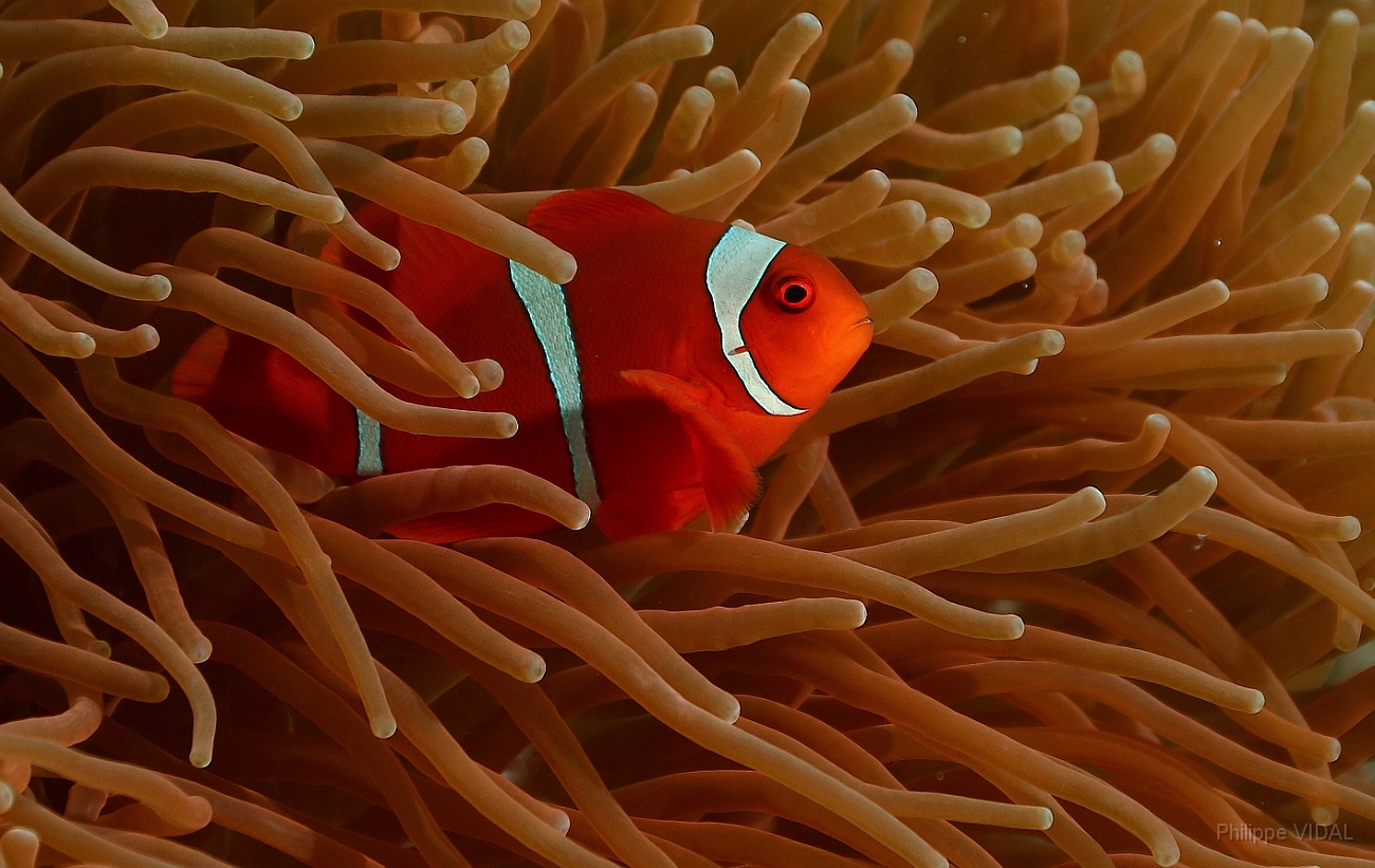 Raja Ampat 2016 - Premnas biaculeatus - Spinecheek Anemonefish - Poisson clown a joues epineuses - IMG_4806_rc.jpg